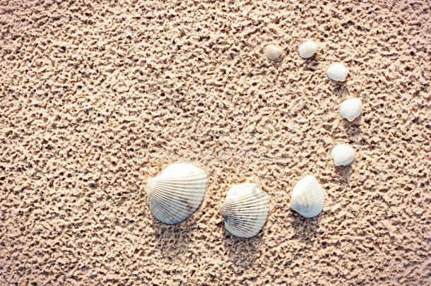 软体动物壳放置向沙.先锋<strong>海宁</strong>`英文字母表的第19个字母鸟蛤壳
