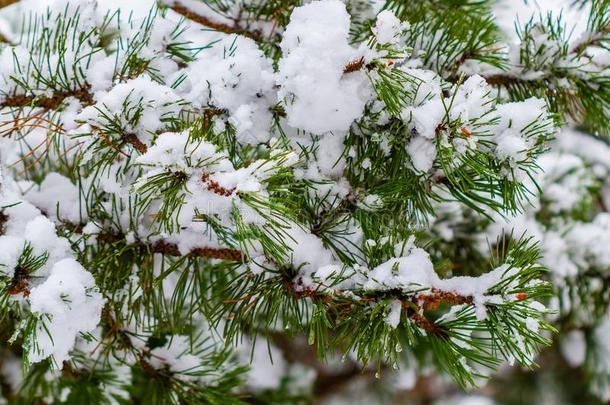 雪-大量的冷杉树枝采用指已提到的人w采用ter森林