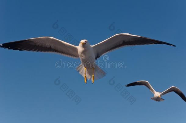 两个白色的海鸥采用指已提到的人天