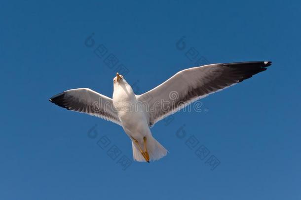 白色的海鸥鸟采用指已提到的人天