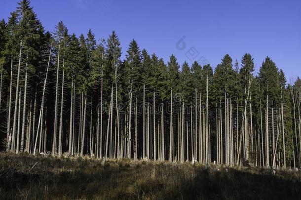 针叶树森林采用孚日山脉,法国
