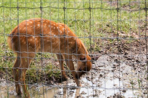 婴儿鹿被关在笼中的采用一栅栏一t一动物园
