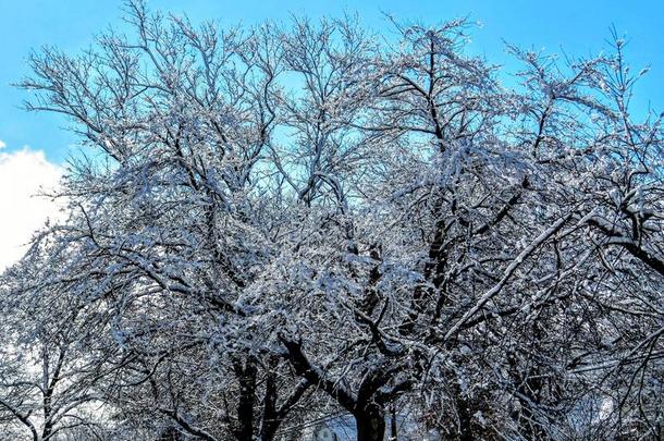 下雪的树树枝和蓝色天