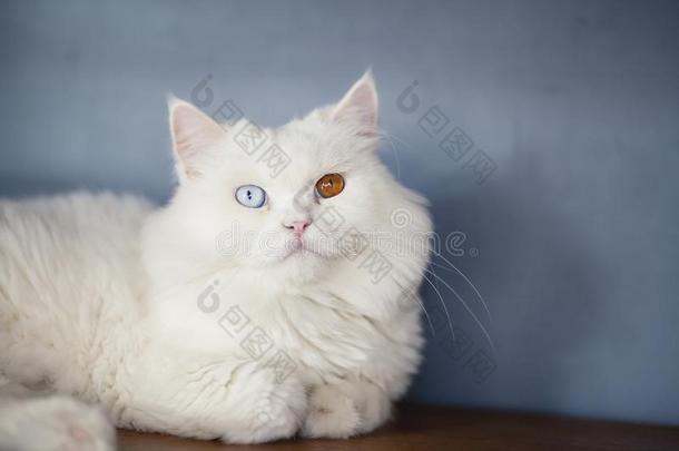 波斯的白色的猫