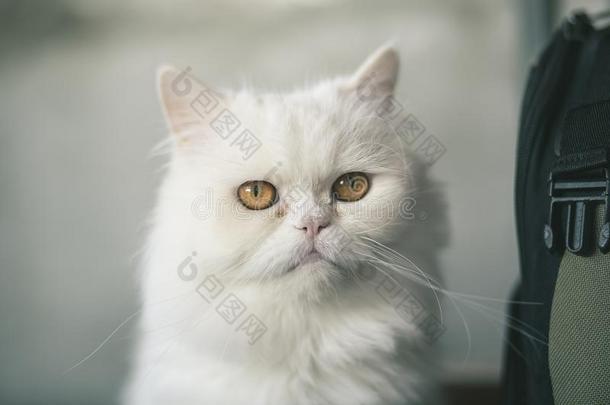 波斯的白色的猫