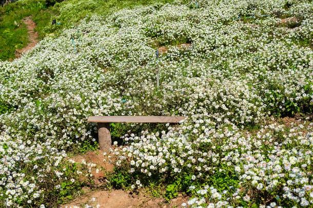 菊花教养向生产水和菊花全音节的第七音