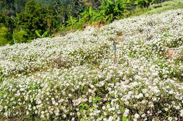 菊花教养向生产水和菊花全音节的第七音