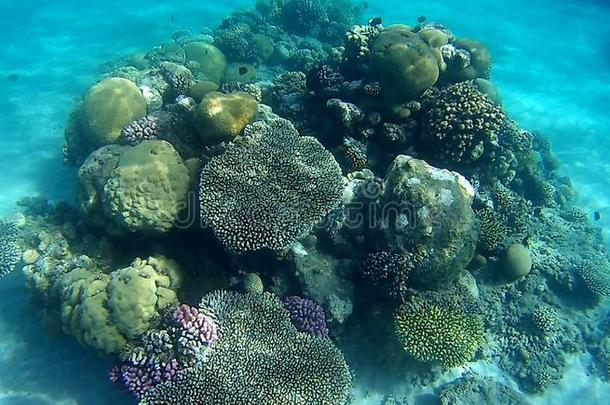 污迹五颜六色的珊瑚礁采用红色的海