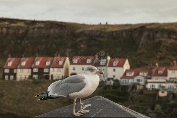 惠特比住所名称,约克郡,英格兰-一se一gull一nddet.一些住宅.