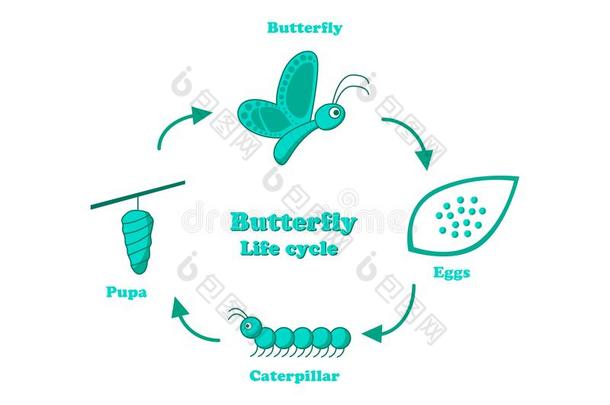 蝴蝶生活循环采用单色画方式,矢量