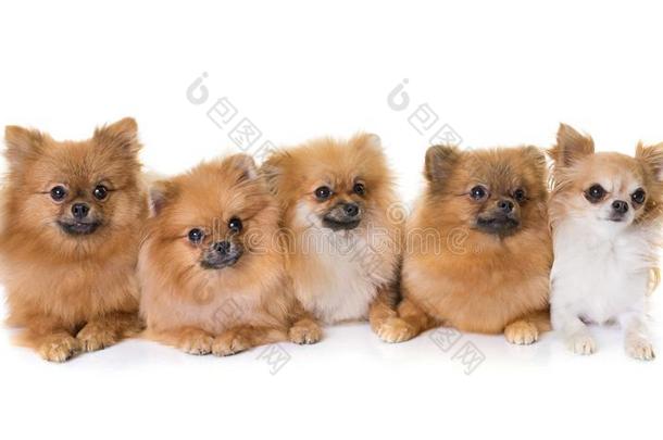 波美拉尼亚的波美拉尼亚丝毛狗和奇瓦瓦狗