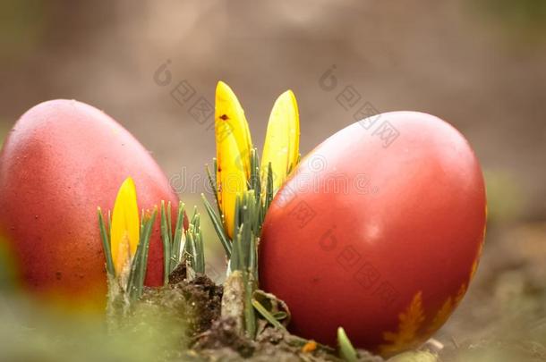 一美丽的,有色的红色的复活节<strong>鸡</strong>蛋采用指已提到的人后院.传统的