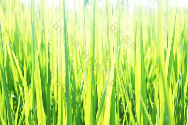 稻田采用北方泰国,自然食物风景背景.