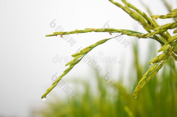 稻田采用北方泰国,自然食物风景背景.