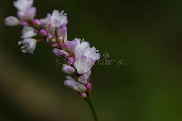 苍白的粉红色的李子花