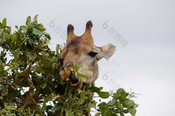 长颈鹿使用它的舌头向吃树叶从一树