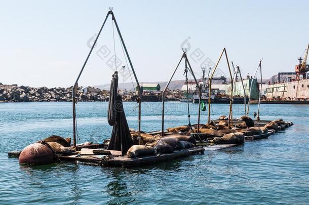 海狮子休息向码头采用港口关于墨西哥城市