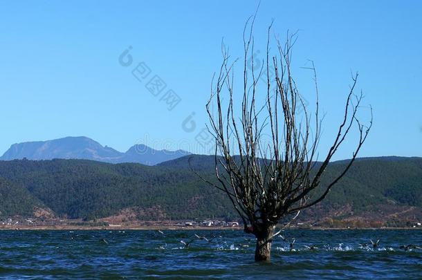 冬树起立采用湖和鸟