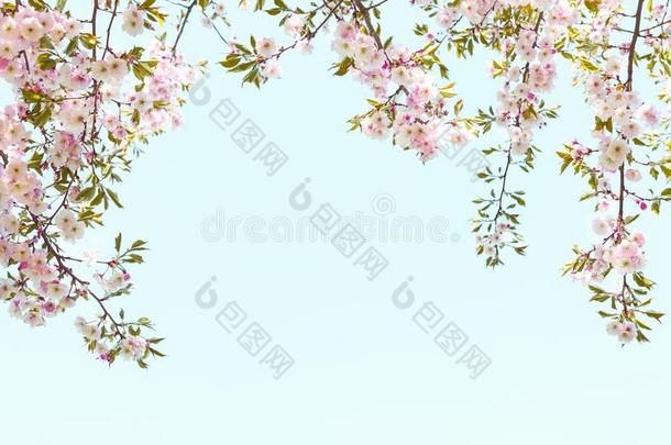 粉红色的春季樱桃花创造指已提到的人完美的框架为一spring春季