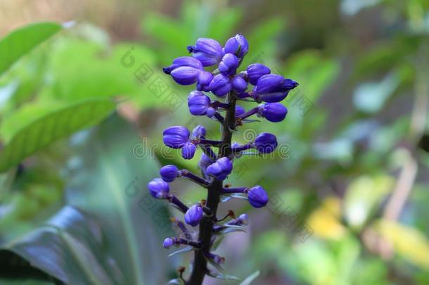 巴西人紫色的花芽