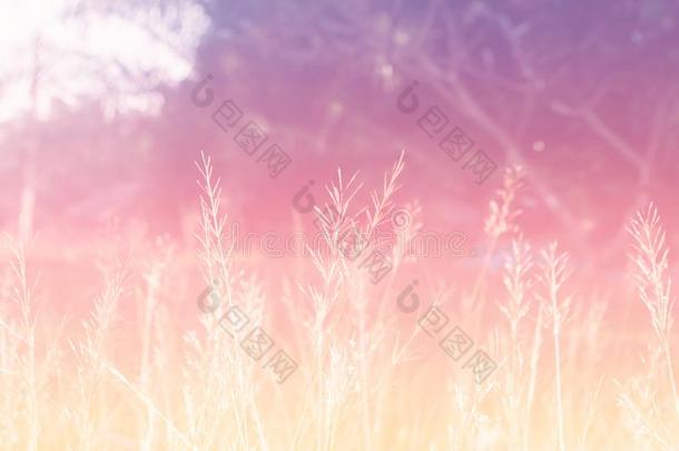 彩色粉笔颜色草花软的集中自然背景
