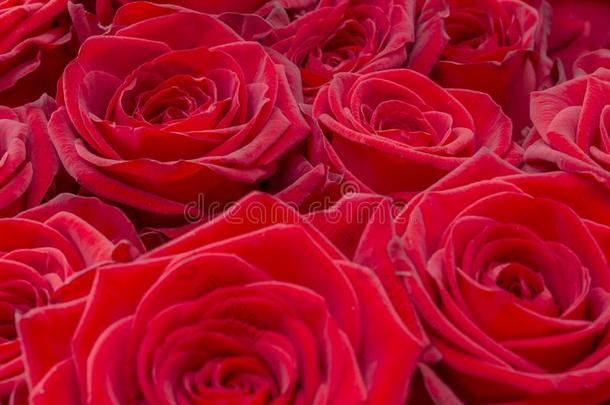 特写镜头关于一新鲜的红色的玫瑰.大的束关于红色的玫瑰s.玫瑰花
