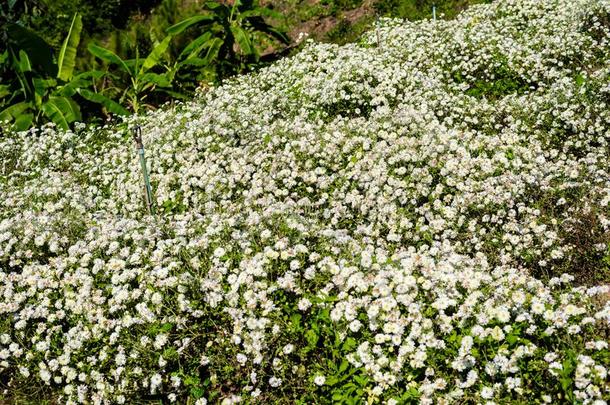 菊花教养向生产水和菊花全音节的第七音