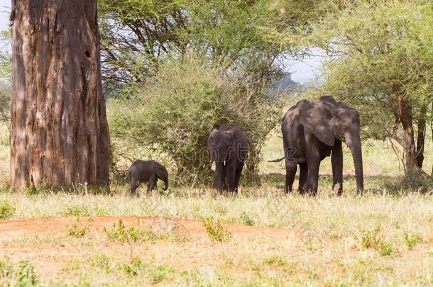 非洲的象家庭采用塔朗吉尔国家的公园,坦桑尼亚