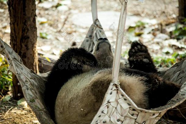 一巨人熊猫为提供床位采用一h一mmock采用指已提到的人动物园.Ch采用一.
