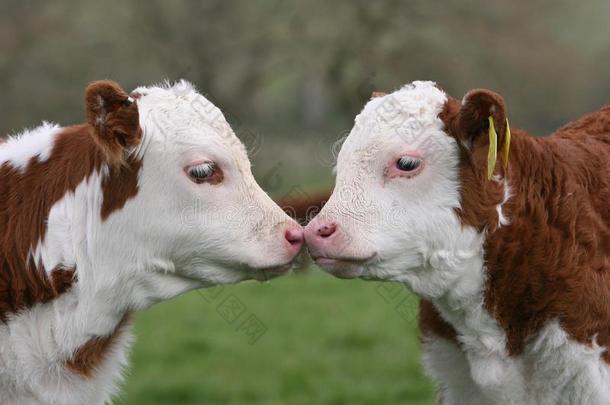 赫里福种的食用牛笨拙的男子接吻的采用一田