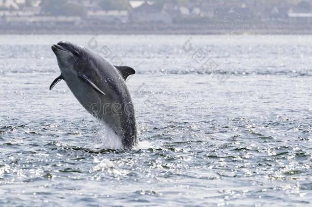 野生的宽吻海豚海豚宽吻海豚属坎