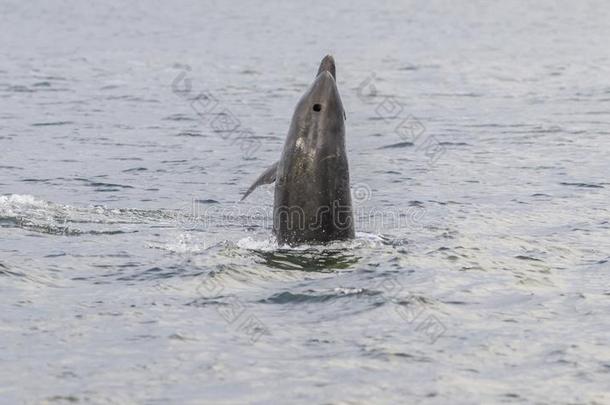 野生的宽吻海豚海豚宽吻海豚属坎