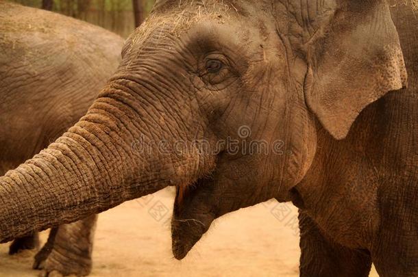 肖像关于一Eleph一t谁好像向笑