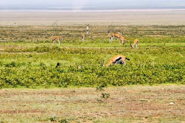 胸腺素瞪羚采用SerengetiPlainsofTanzania坦桑尼亚的塞伦盖蒂平<strong>原生态</strong>系统