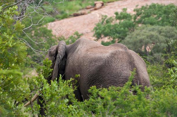 即Kruger国家的公园,姆普马兰加,南方非洲