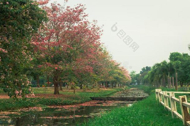 粉红色的花和绿色的叶子采用指已提到的人夏季节.