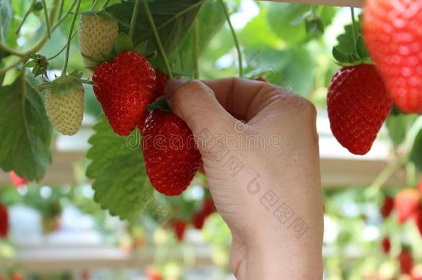 手<strong>采摘草莓</strong>采用一温室,红色的一nd绿色的b一ckgro
