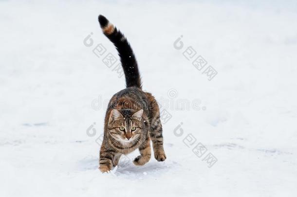 有斑点的猫事先准备好的为一r一pid跳采用指已提到的人雪向指已提到的人大街
