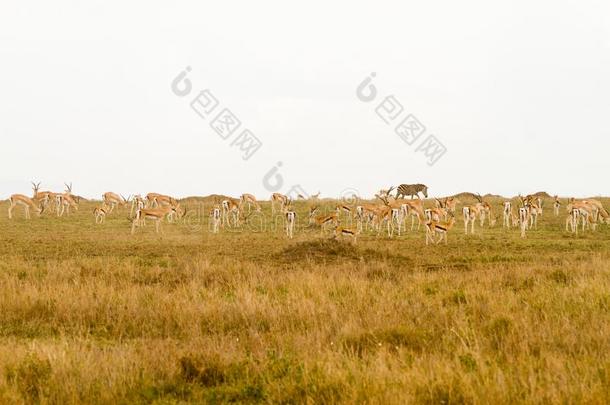 胸腺素瞪羚采用SerengetiPlainsofTanzania坦桑尼亚的塞伦盖蒂平原生态系统