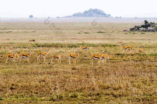 胸腺素瞪羚采用SerengetiPlainsofTanzania坦桑尼亚的塞伦盖蒂平原生态系统