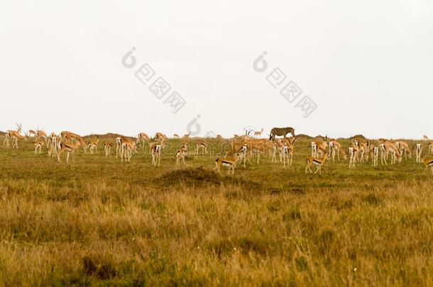 胸腺素瞪羚采用SerengetiPlainsofTanzania坦桑尼亚的塞伦盖蒂平<strong>原生态</strong>系统