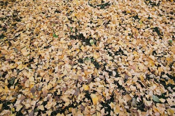 黄色的银杏树树叶落下向指已提到的人草地面在明治金古盖亚。