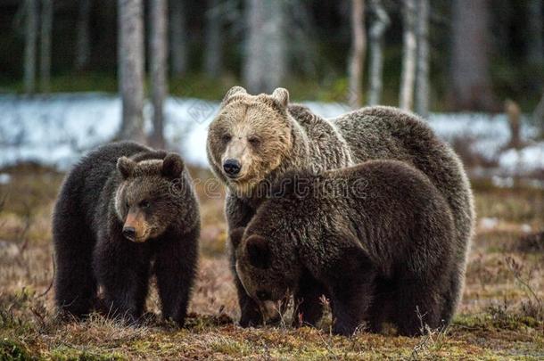 熊幼小的兽和她-熊.棕色的熊熊属大小熊星座统称大小熊星座统称.