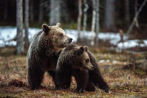 熊幼小的兽和她-熊.棕色的熊熊属大小熊星座统称大小熊星座统称.