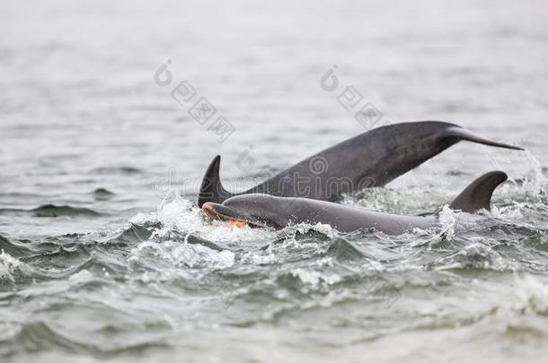 野生的宽吻海豚海豚宽吻海豚属坎