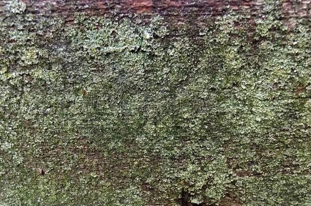 抽象的板质地背景.有裂缝的树板壁纸.