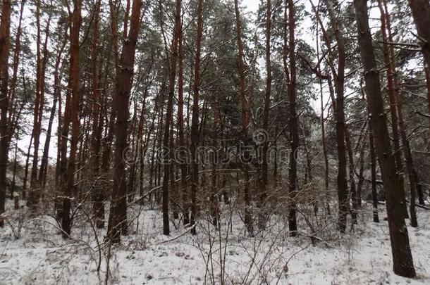 美丽的冬风景.抽象的松树森林背景
