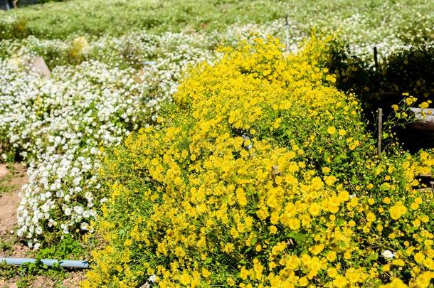 菊花教养向生产水和菊花全音节的第七音