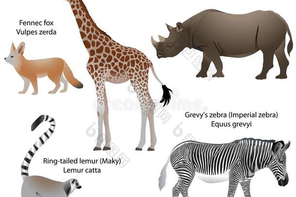 动物关于非洲:长颈鹿,犀牛,斑马,狐猴,一种非洲产的大耳小狐