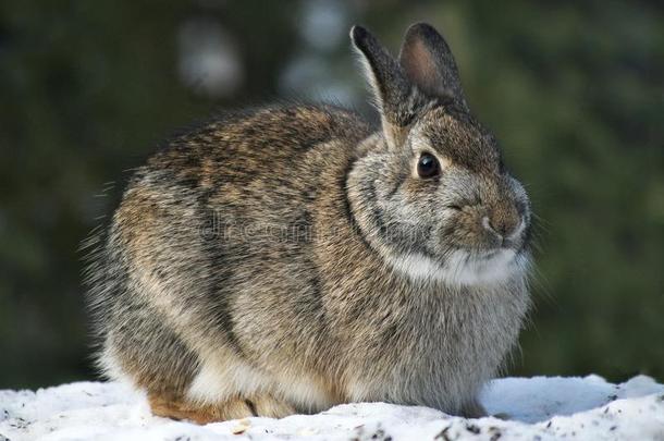 雪鞋野兔兔子-天兔座美洲人-向雪采用w采用ter